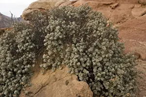 Round-leaved buffaloberry in Capitol Reef National Park