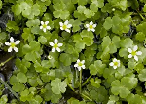 Round-leaved Crowfoot (Ranunculus omiophyllus = R. lenormandii) in wet hollow. Dorset