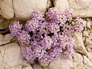 Images Dated 27th June 2010: Round-leaved Pennycress - on dolomite scree in the Dolomites, Italy