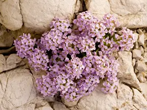 Dolomite Prints: Round-leaved Pennycress - on dolomite scree in the Dolomites, Italy