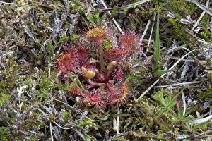 Insectivores Gallery: Round Leaved Sundew