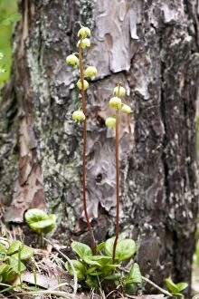 Images Dated 7th June 2012: Round-leaved wintergreen