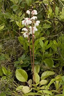Images Dated 12th July 2006: Round-leaved wintergreen in flower