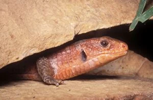 Round-nosed Plated Lizard