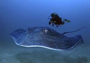 Round Stingray with diver (composite image)