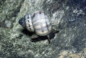 Images Dated 20th May 2011: Rounded Mouthed Snail