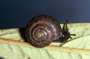 Images Dated 20th May 2011: Rounded Snail