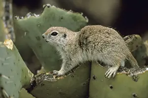 Roundtail Ground Squirrel - Arizona, USA - Found in parts of Nevada-California and Arizona extending down into NW Mexico - Lives in low desert-mesquite-creosote bush and cactus - Above ground most of the year