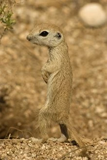 Images Dated 5th July 2006: Roundtail Ground Squirrel Young (Citellus tereticaudus) - Arizona - Found in parts of