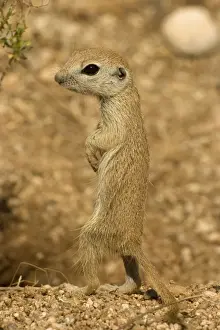 Roundtail Ground Squirrel Young (Citellus tereticaudus) - Arizona - Found in parts of Nevada-California and Arizona extending down into NW Mexico - Lives in low desert-mesquite-creosote bush