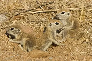 Roundtail Ground Squirrel Young (Citellus tereticaudus) - Arizona, USA - Found in parts of Nevada-California and Arizona extending down into NW Mexico - Lives in low desert-mesquite-creosote bush