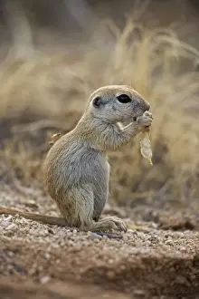 Roundtail Ground Squirrel Young - Using hands to hold food - Arizona - Found in parts of Nevada-California and Arizona extending down into NW Mexico - Lives in low desert-mesquite-creosote bush