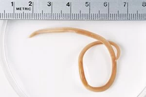 Worm Gallery: RoundWORM - From Cat