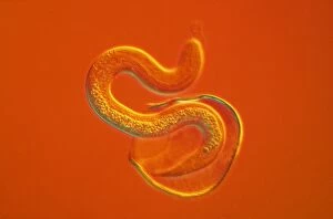 Light Micrograph Gallery: Roundworm Hatching From Egg