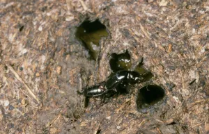 Images Dated 14th August 2006: Rove Beetle - on cow dung