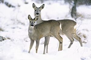 Images Dated 5th December 2005: Row Deer - Two standing in snow