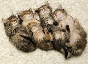 row of four sleeping Siberian kittens looking cute together