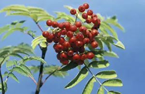 Rowan Prints: Rowan Berries
