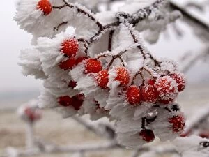 Images Dated 12th November 2011: Rowan Berries - in the frost