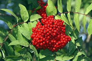 Images Dated 31st August 2007: Rowan / European Rowan / Mountain ash / European mountain ash - with red berries
