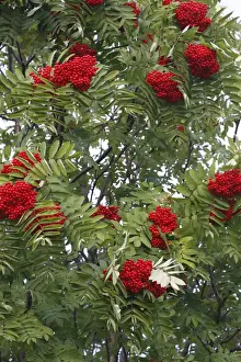 Ashes Prints: Rowan / European Rowan / Mountain ash / European mountain ash - with red berries