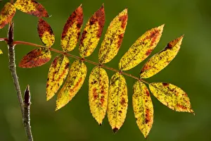 Contre Jour Prints: Rowan foliage Sorbus aucuparia in autumn, strongly-coloured variety. Dorset