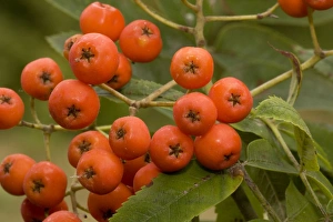 Images Dated 16th August 2006: Rowan or mountain ash berries (Sorbus aucuparia). Dorset