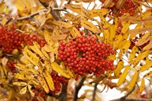 Rowan (mountain ash) in fruit, with autumn colour