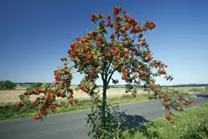 Rowan / Mountain Ash - ripened berries on roadside tree, Lower Saxony, Germany