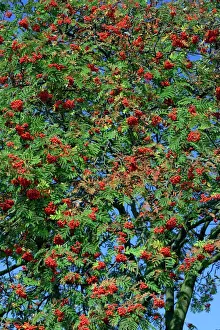 Fruits Prints: Rowan Tree / Mountain Ash - Ripe berries in autumn Lower Saxony, Germany