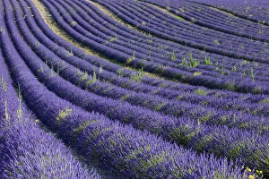 Aromatic Gallery: Rows of colorful lavender along the Valensole