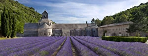 Abbey Gallery: Rows of lavender lead to Abbaye de Senanque