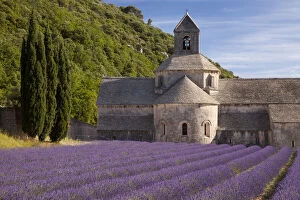 Abbey Gallery: Rows of lavender leading to Abbaye de Senanque