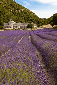 Rows of lavender leading to the historic