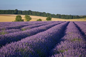 Flowering Gallery: Rows of lavender near Snowshill, the Cotswolds