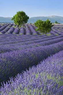 Rows of Lavender along the Valensole Plateau