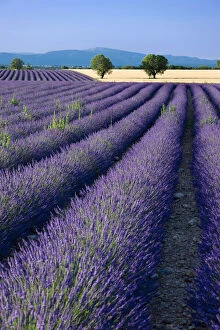 Rows of Lavender and wheat fields converge