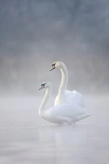 ROY-516 Mute Swans - Pair in courtship behaviour - Back-lit early morning mist rising from the water