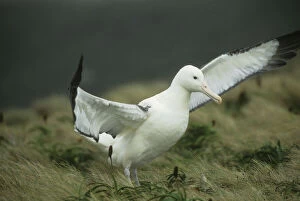 Royal Albatross (Diomedea epomophora) Campbell
