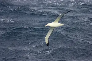 Royal Albatross - In flight over sea Drake Passage, Antarctica. BI007104