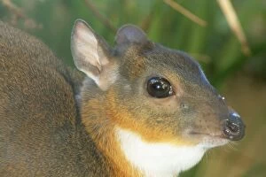 Images Dated 3rd March 2011: Royal Antelope - close-up of head - smallest true Antelope with shoulder height of 10 inches