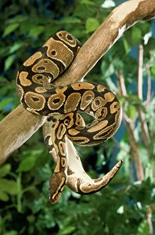 Images Dated 2nd May 2006: Royal / Ball Python