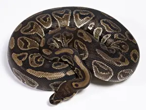 Royal / Ball Python - Africa
