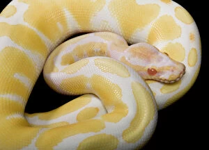 Amphibians And Reptiles Gallery: Royal / Ball Python - Albino mutation