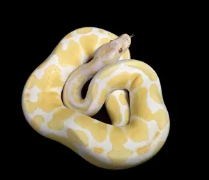 Royal / Ball Python - Albino mutation - Africa