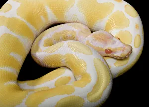 Images Dated 23rd April 2008: Royal / Ball Python - Albino mutation - Africa