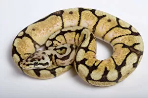 Images Dated 23rd April 2008: Royal / Ball Python - Pastel “Bumblebee” mutation - Africa