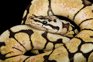 Images Dated 23rd April 2008: Royal / Ball Python - Pastel “Bumblebee” mutation - Africa