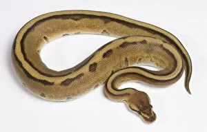 Royal / Ball Python - Pastel Stripe mutation