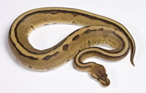 Images Dated 23rd April 2008: Royal / Ball Python - Pastel “Stripe” mutation - Africa